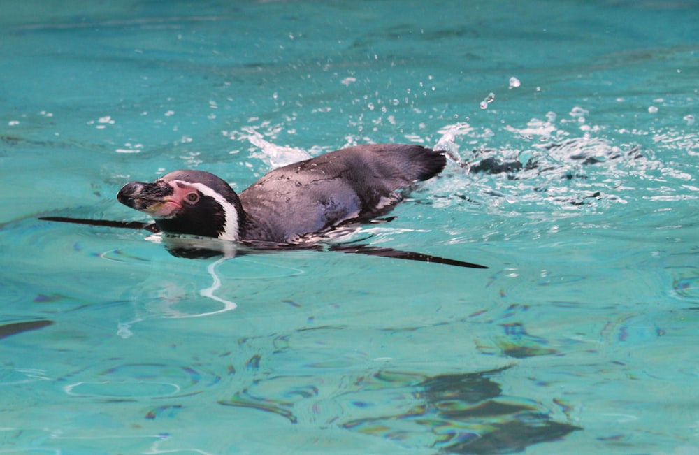 a penguin swimming in a pool of water