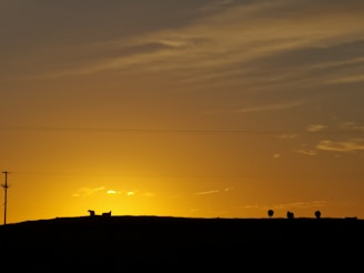 A tranquil sunset over the hills with sheep silhouetted.