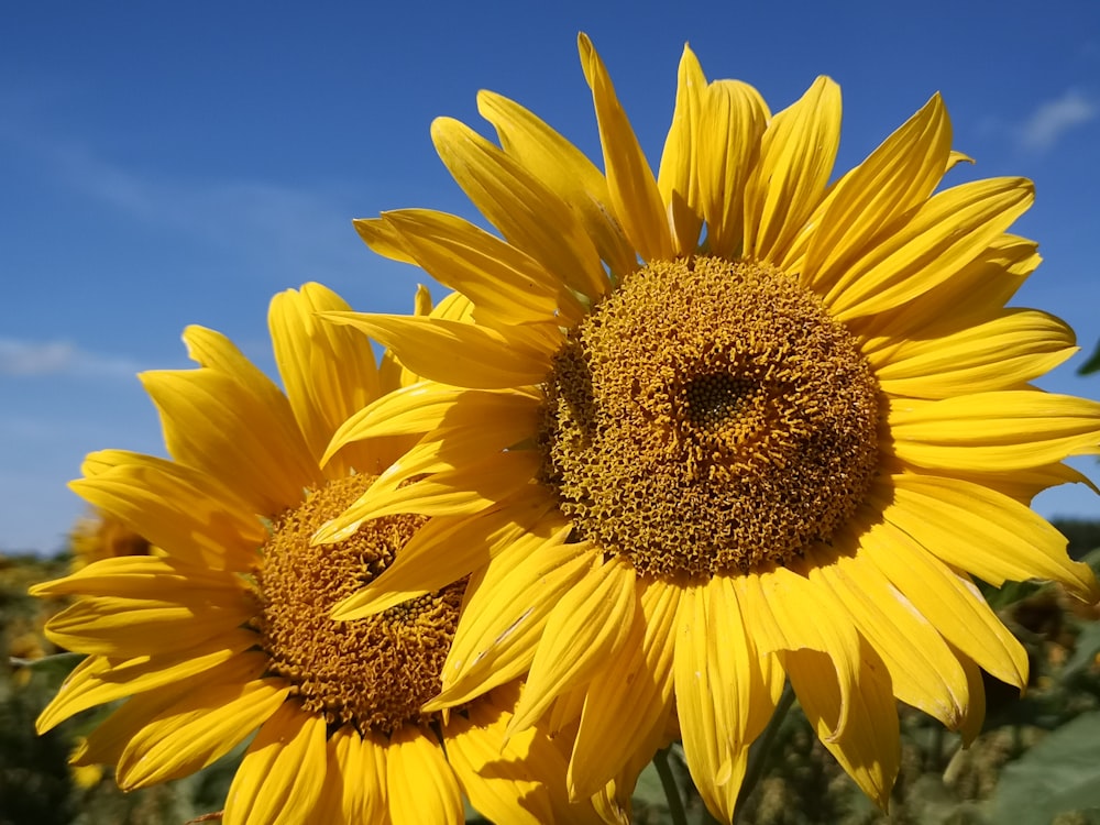 a close up of a sunflower with a blue sky in the background