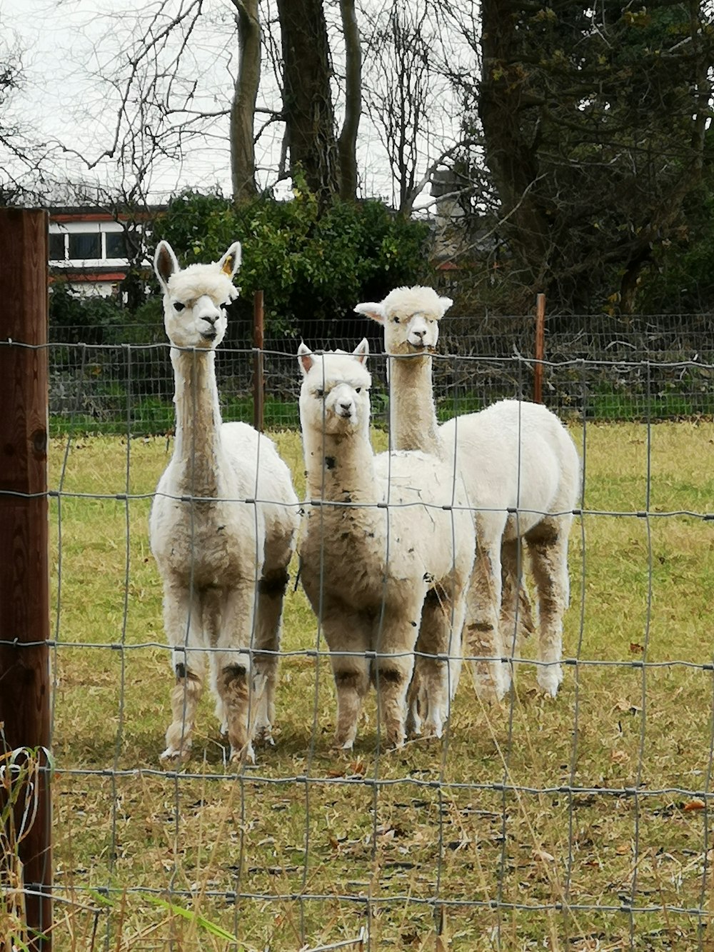 a group of alpacas in a fenced in area