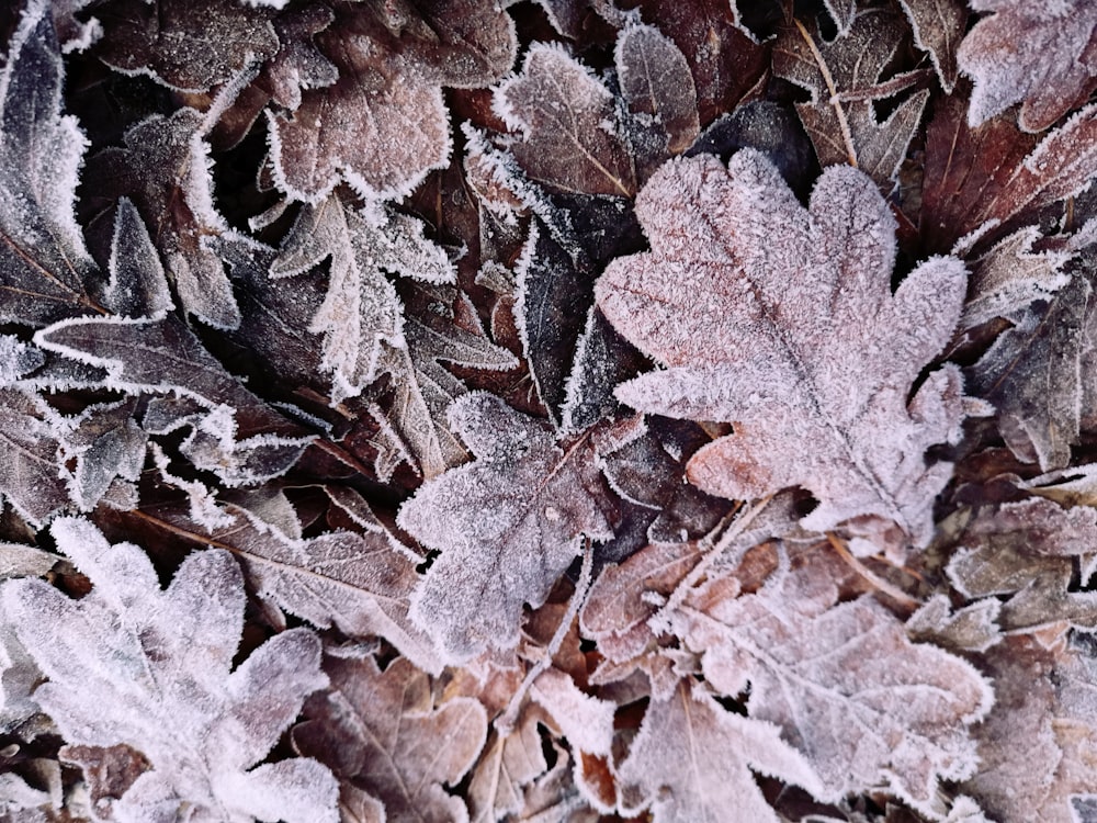 a close up of a bunch of leaves covered in frost