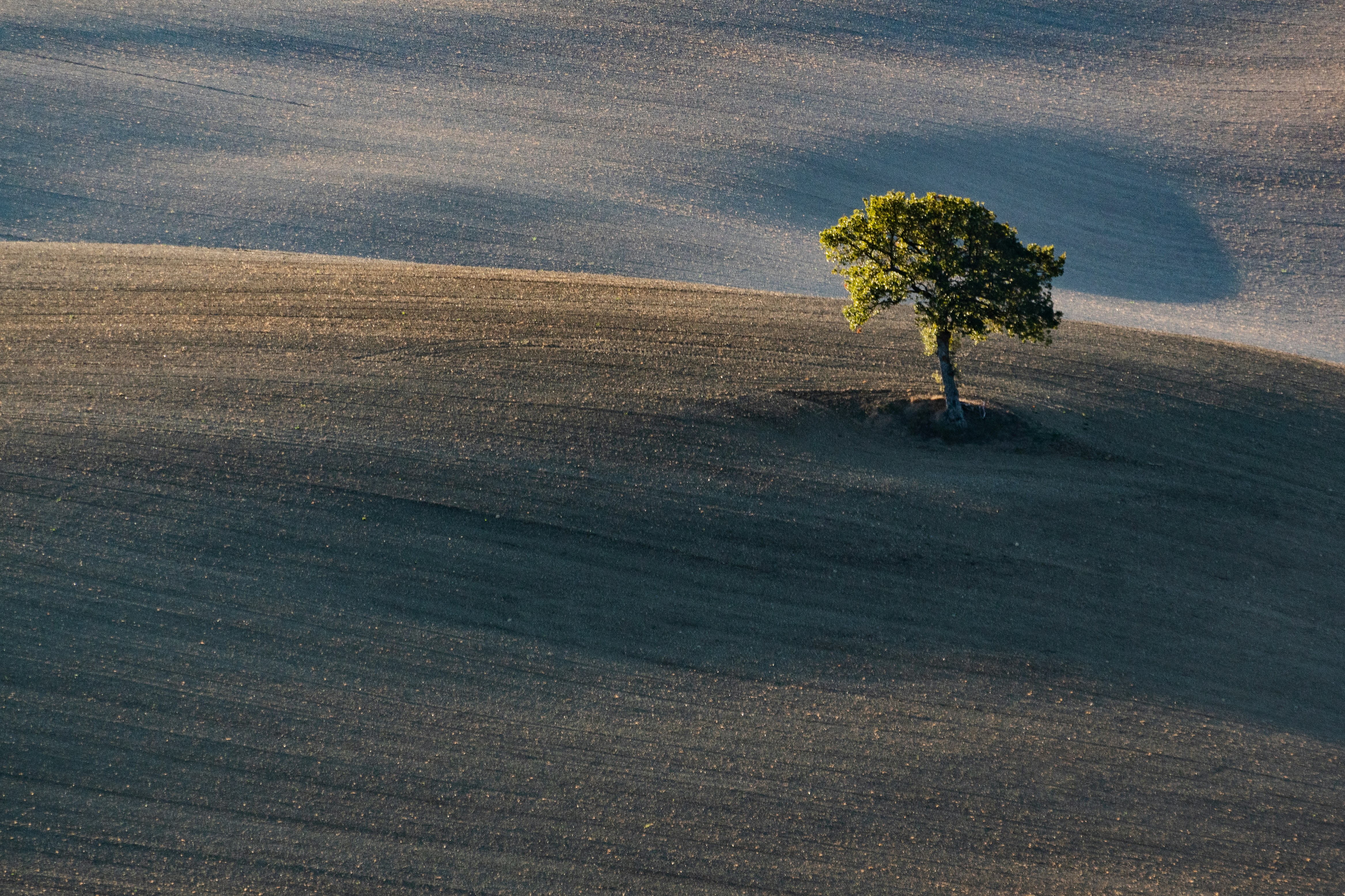 A lone tree in the middle of a field