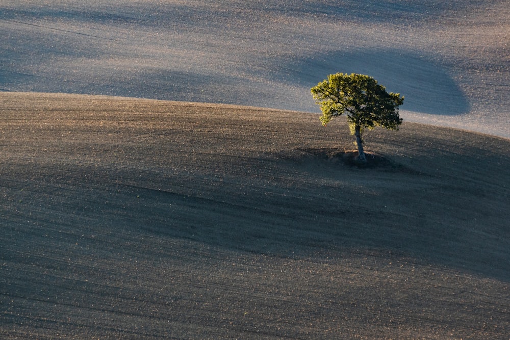 Un árbol solitario en medio de un campo