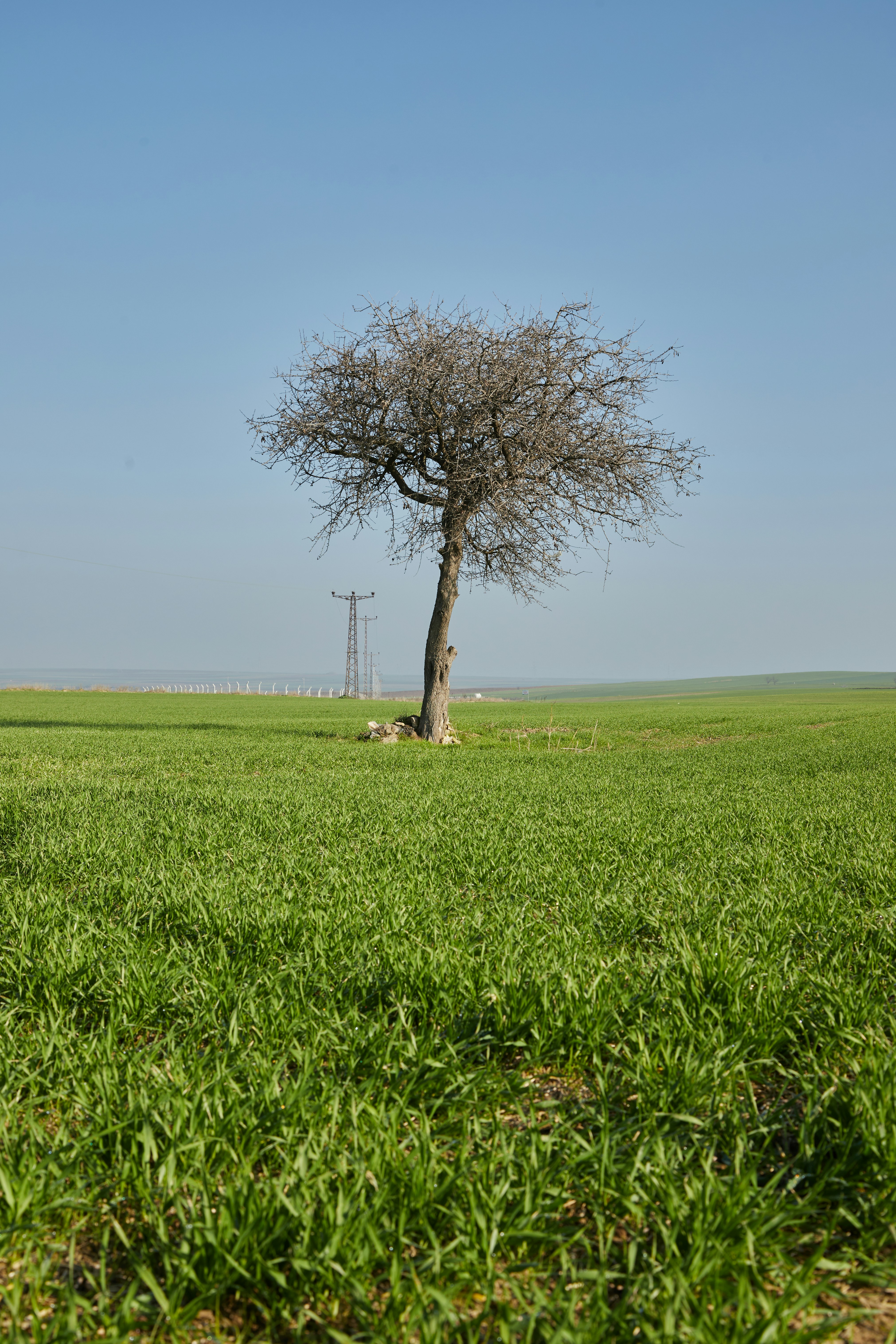 a lone tree in the middle of a green field