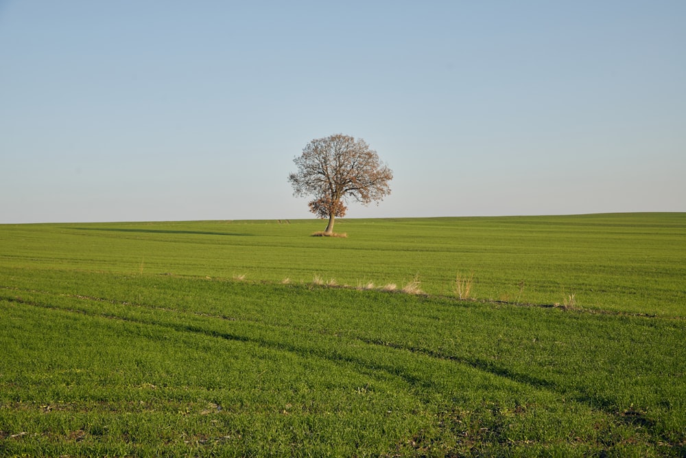 Ein einsamer Baum steht allein auf einer grünen Wiese