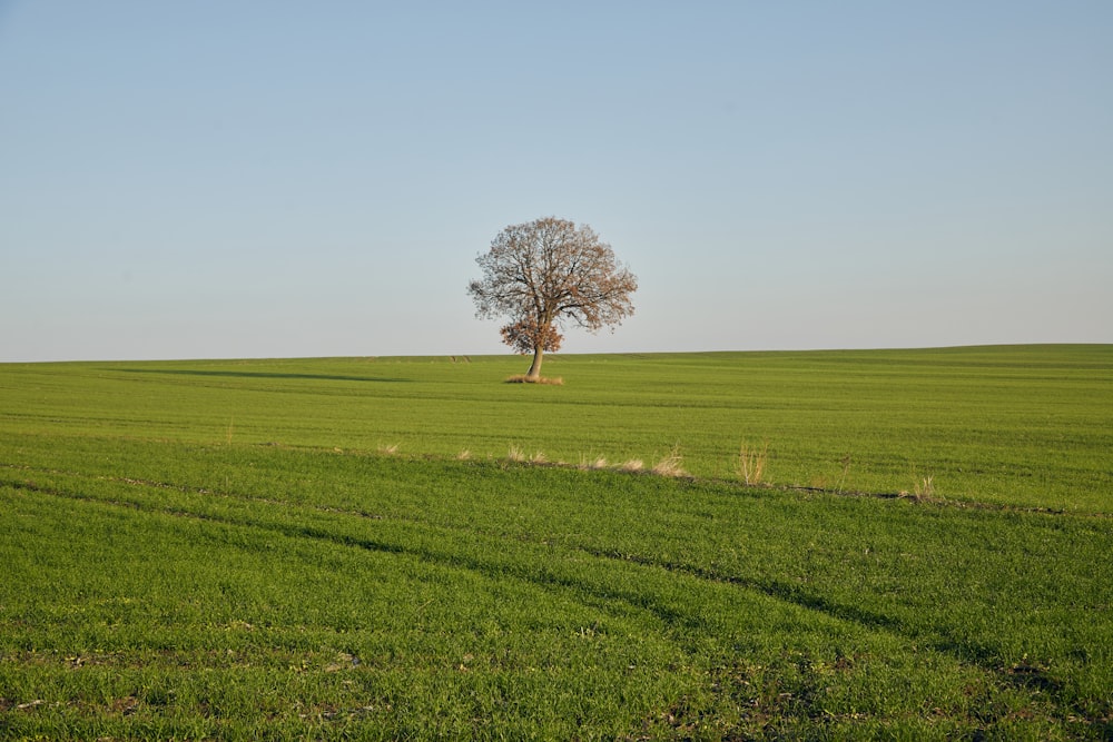 a lone tree stands alone in a green field