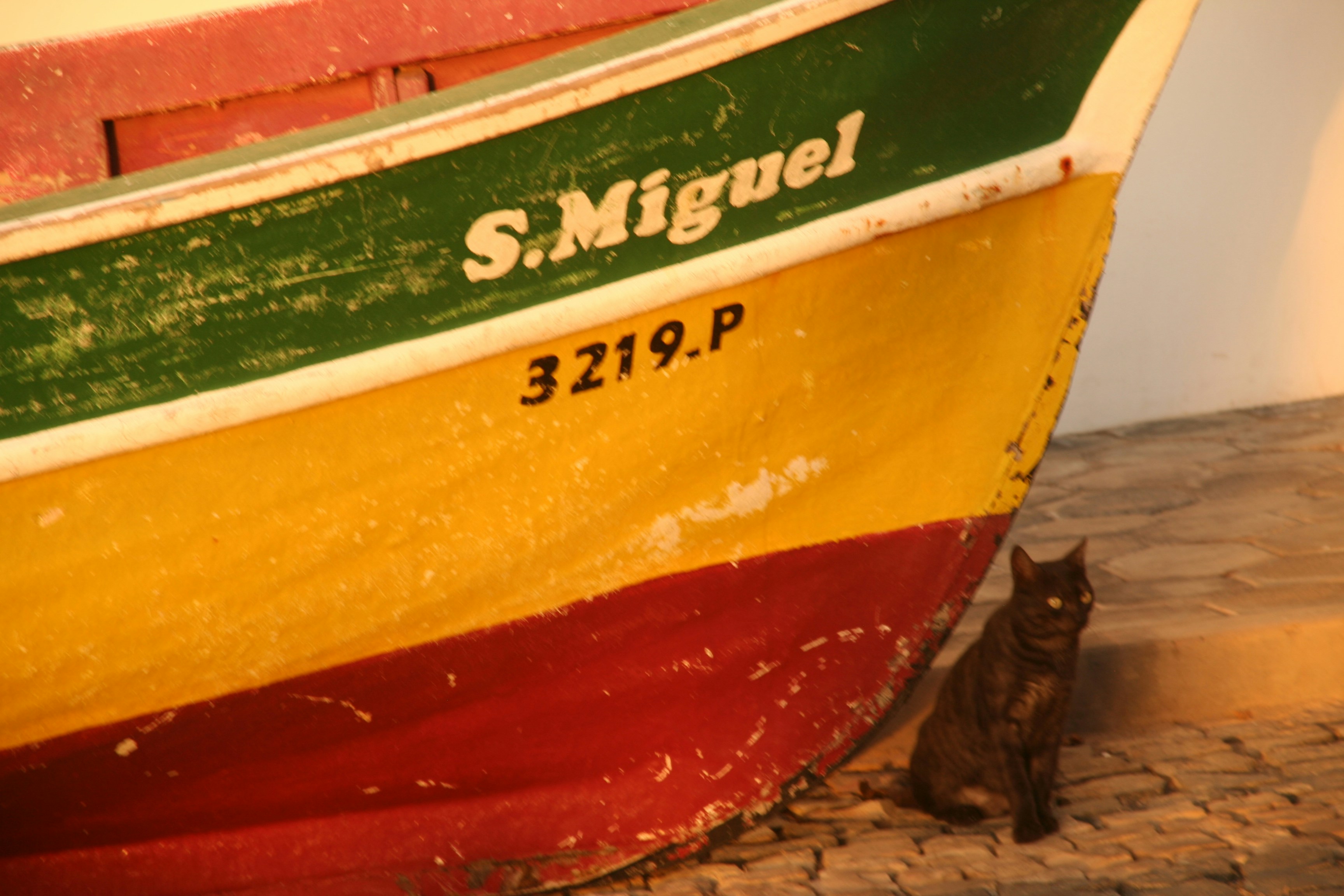 a cat sitting on the ground next to a boat