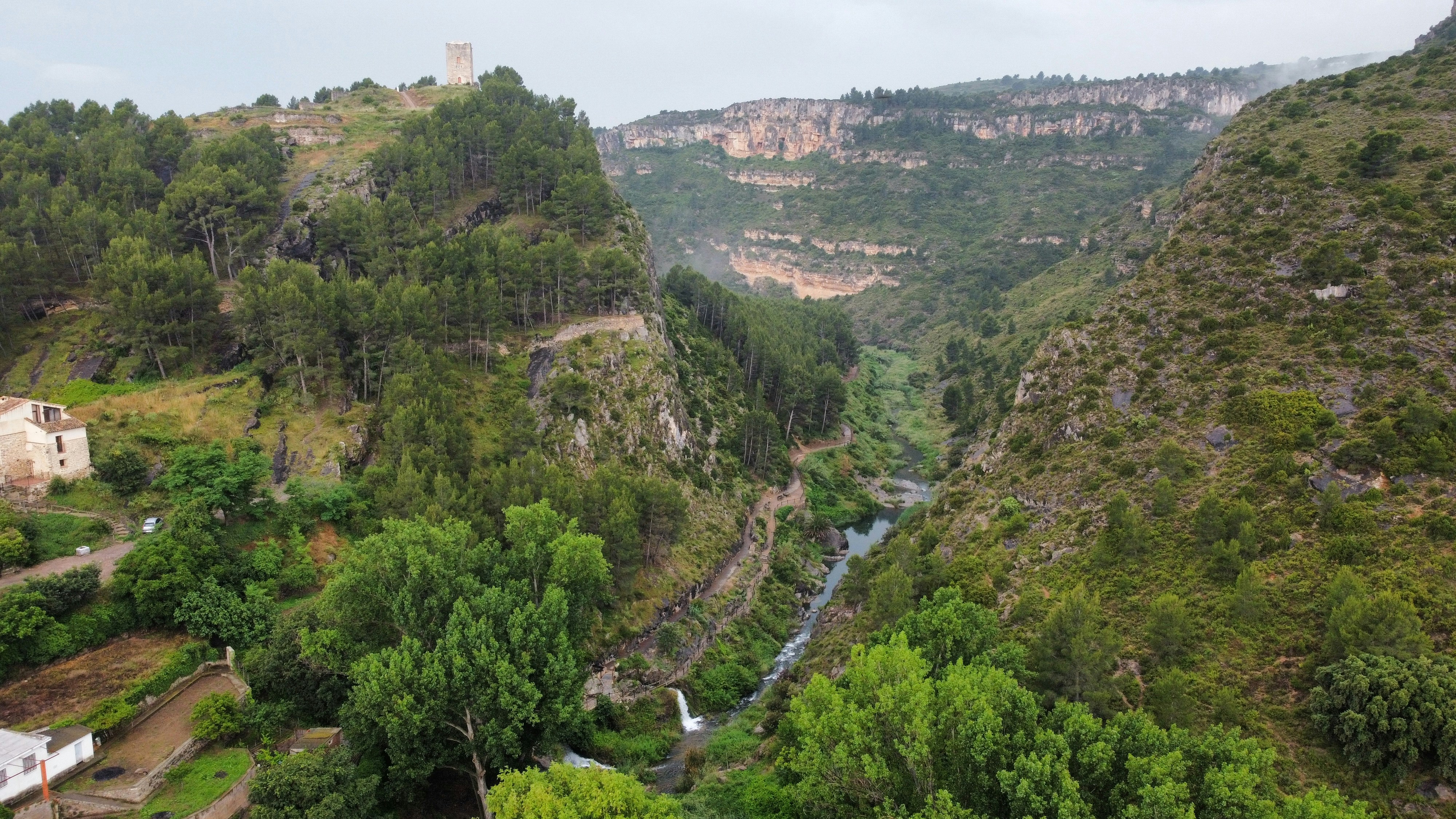 a river running through a lush green forest