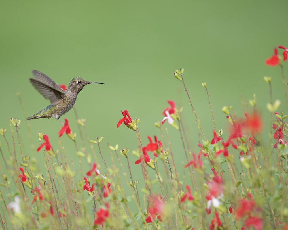 a hummingbird flying over a field of red flowers