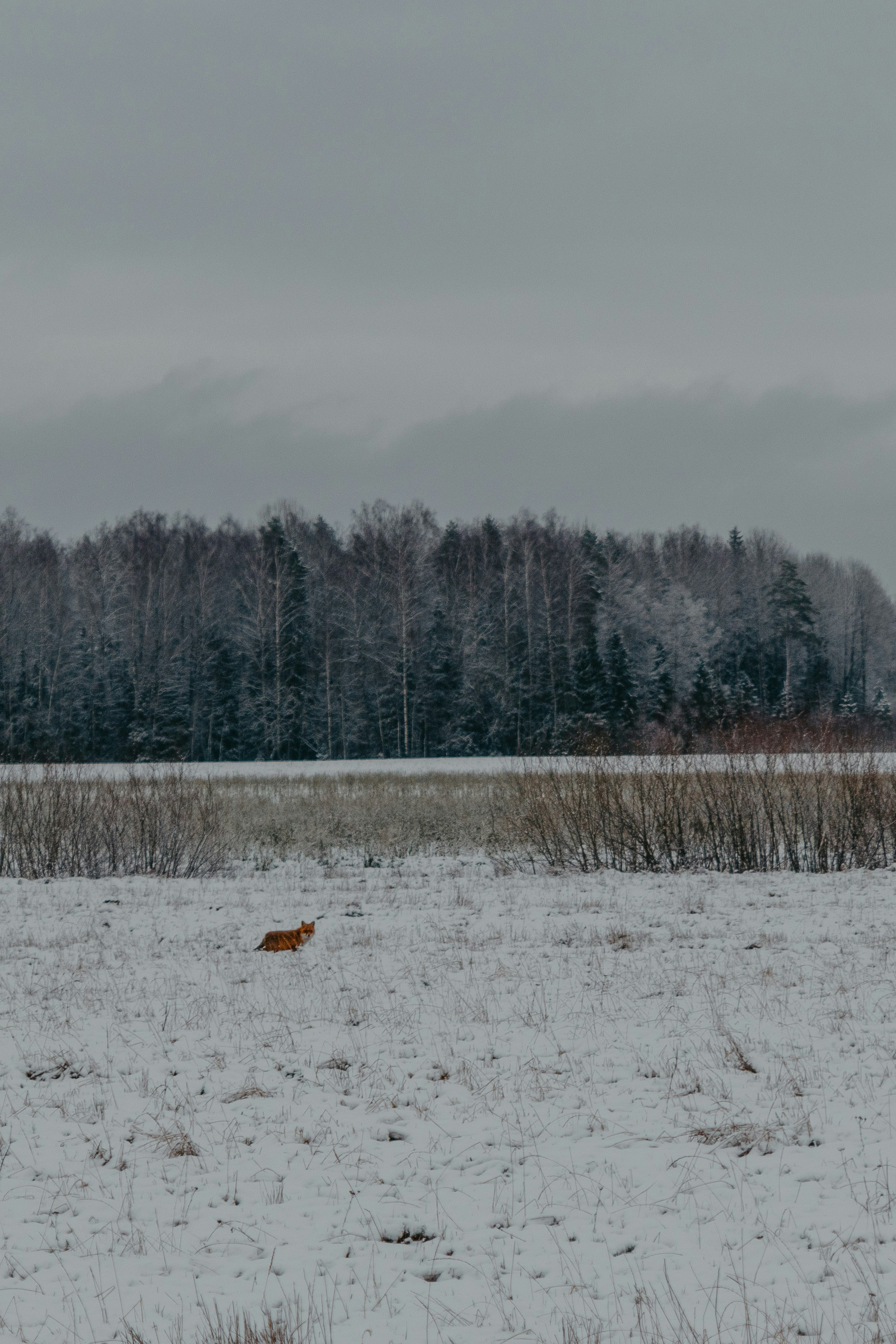 Photo by anitaaustvika