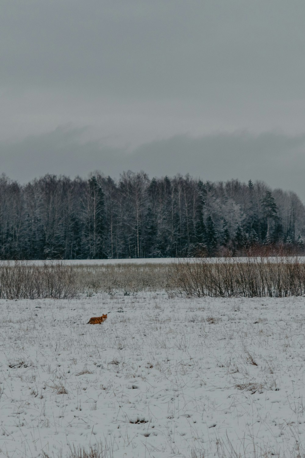 a dog running through a snowy field with trees in the background