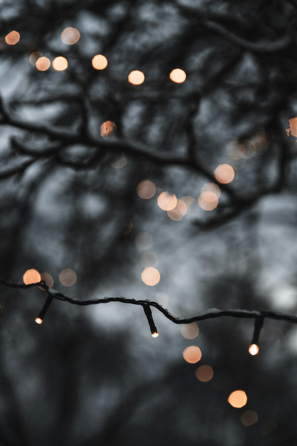 uma foto em preto e branco de uma árvore com luzes