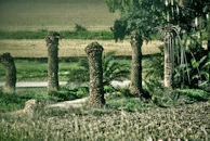 A wide shot of palms and plants lined neatly at Emirate Palm Trees Nursery.