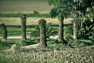 A wide shot of palms and plants lined neatly at Emirate Palm Trees Nursery.
