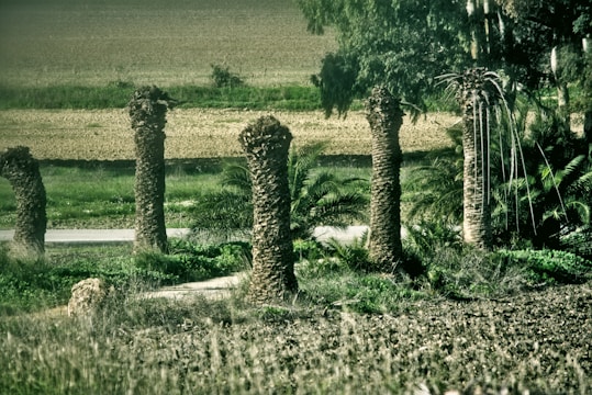 Several palm trees with trimmed tops are surrounded by various green plants and shrubs, set against the backdrop of open fields and grassy land. A light-colored road can be seen cutting across the scene.
