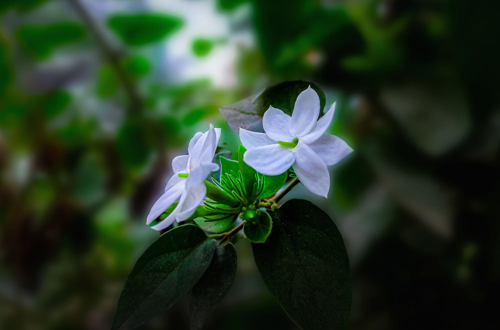 a white flower with green leaves in the background