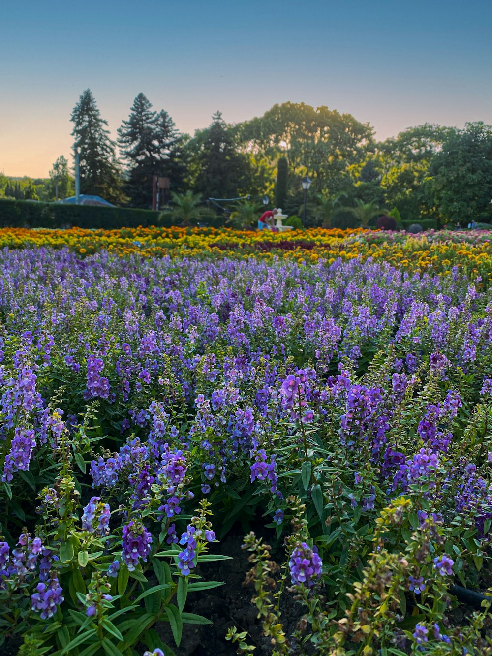 un campo pieno di fiori viola e gialli