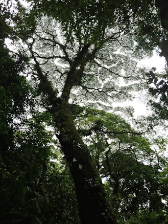A lush forest scene with a large tree trunk extending upwards, its branches and leaves forming a canopy overhead. Sunlight filters through the dense foliage, creating a dappled pattern of light and shadow. Various shades of green dominate the environment, with a rich texture of leaves and moss covering the bark.