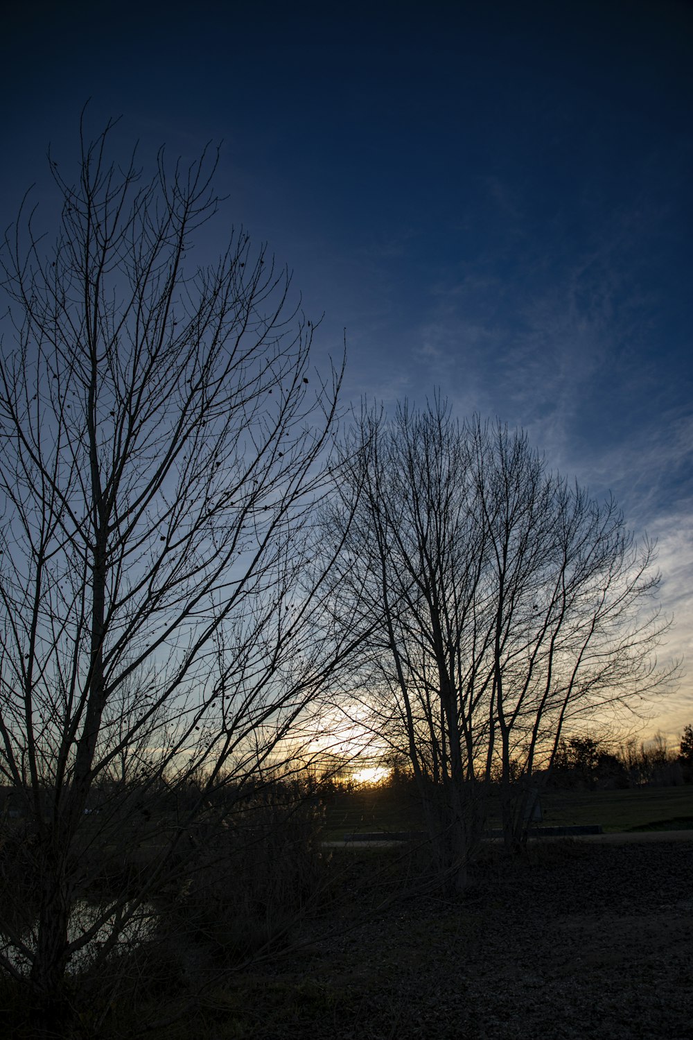 a couple of trees that are standing in the dirt