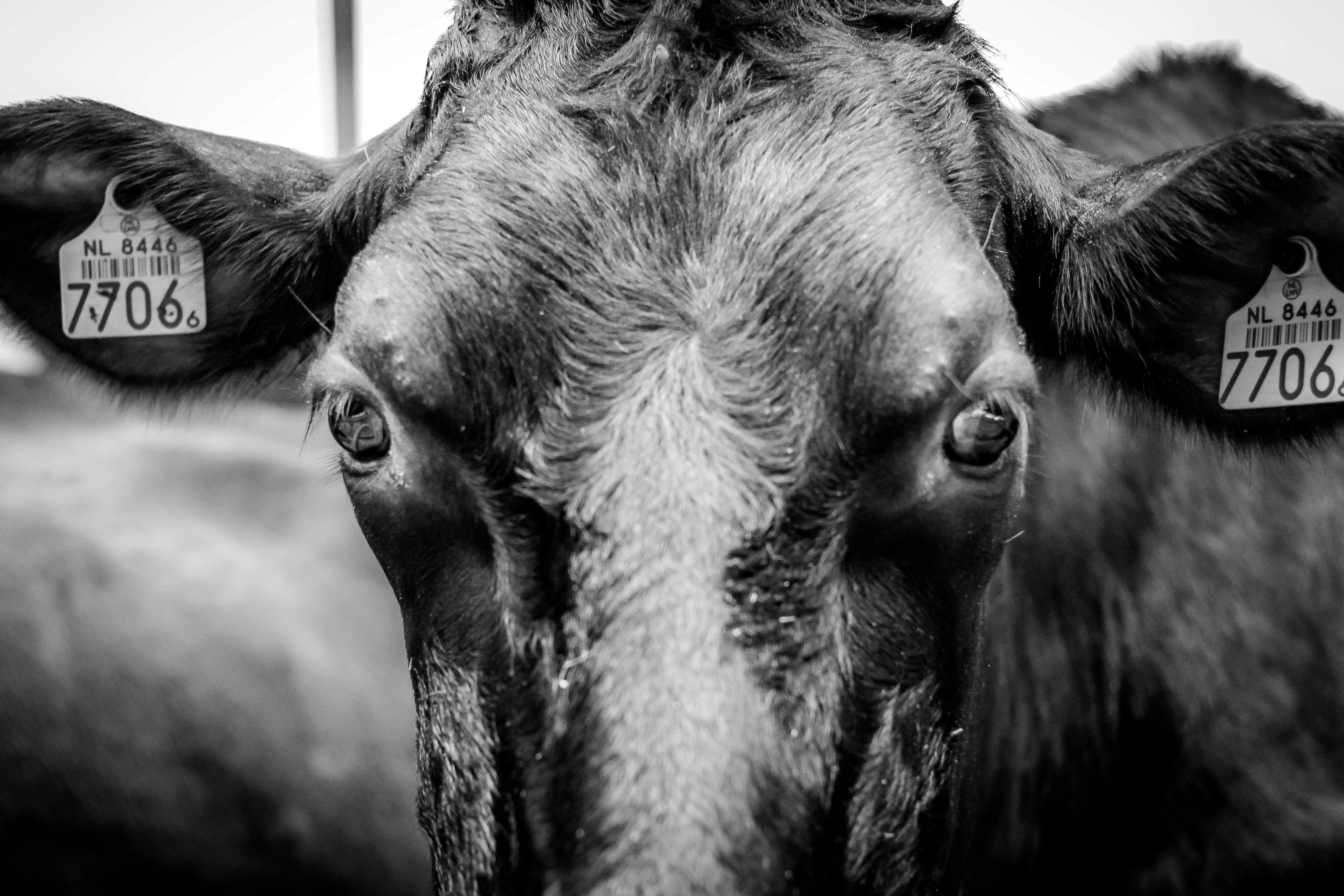 a black and white photo of a cow with tags on it's ears