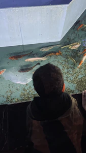 Duke carefully examining colorful guppies in a bright, modern aquarium setup.