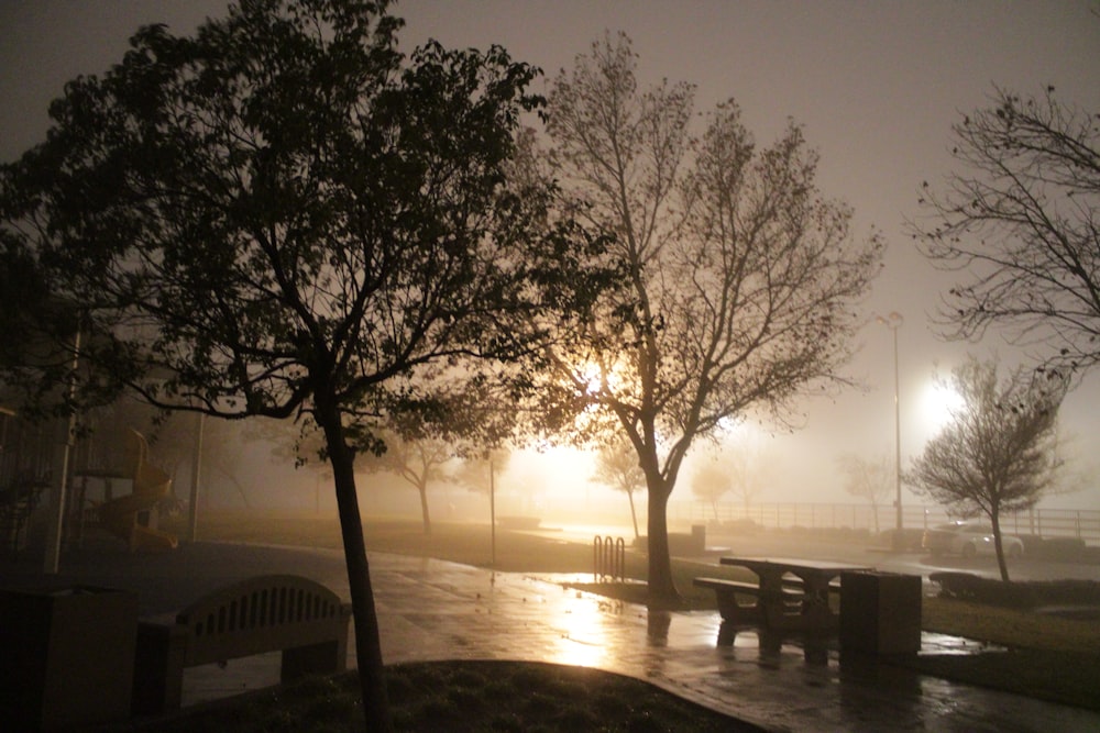 a foggy park with benches and trees