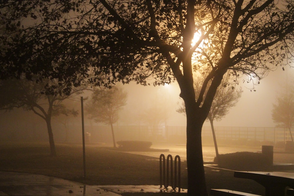 a foggy park with benches and trees