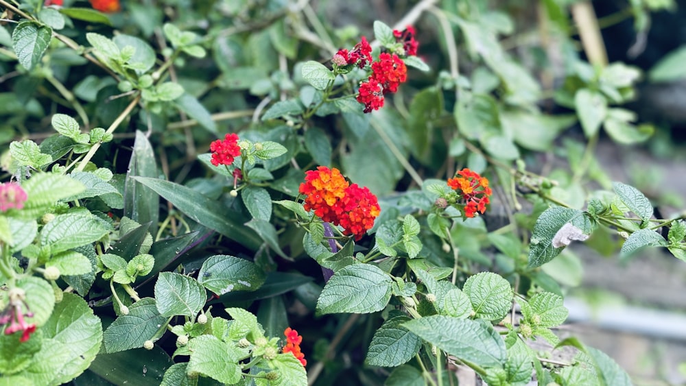 a bunch of red and orange flowers in a garden