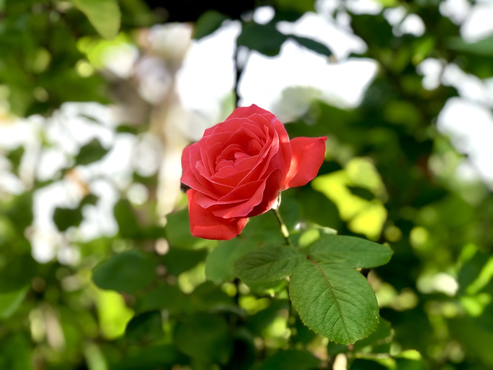 a single red rose with green leaves in the background