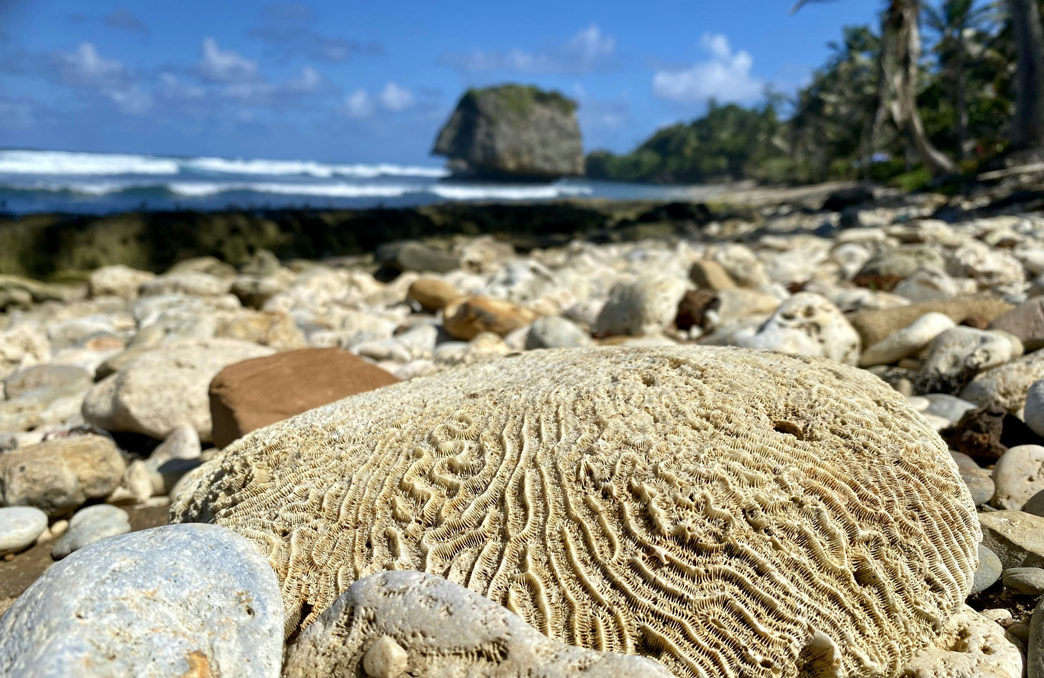 a close up of a rock on a beach