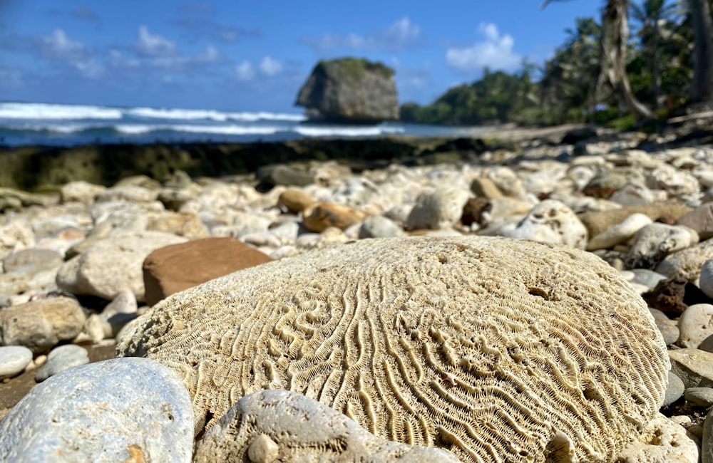 a close up of a rock on a beach