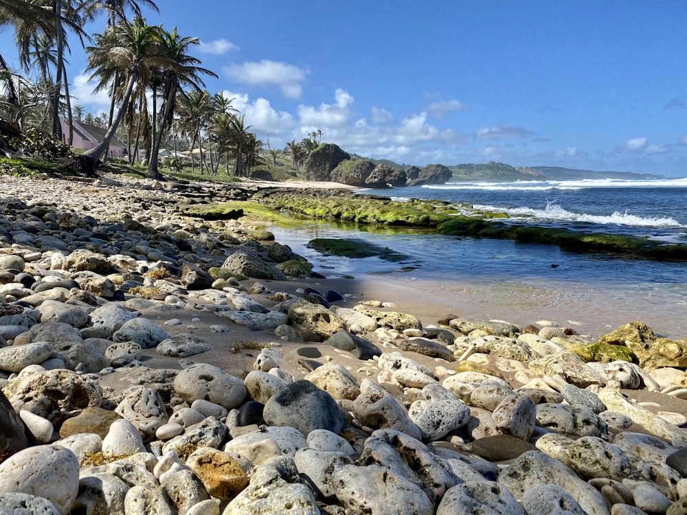 a rocky beach with palm trees and a body of water