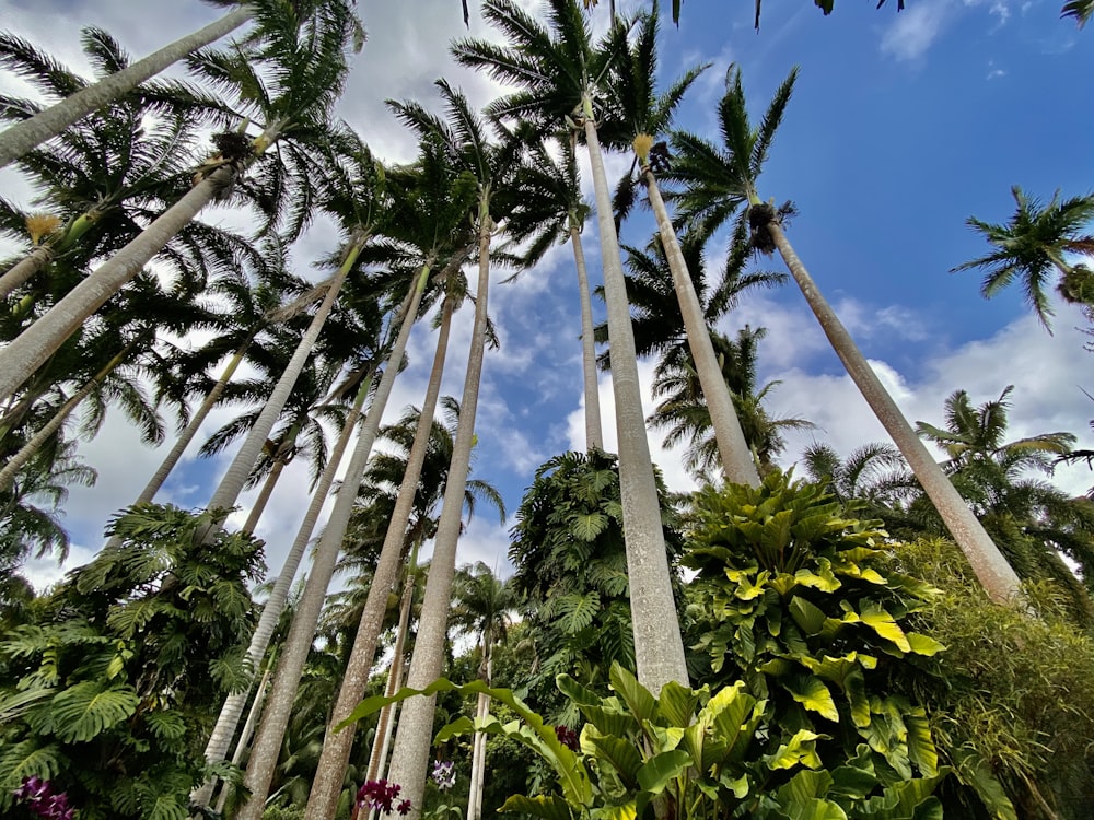 a bunch of tall palm trees in a forest