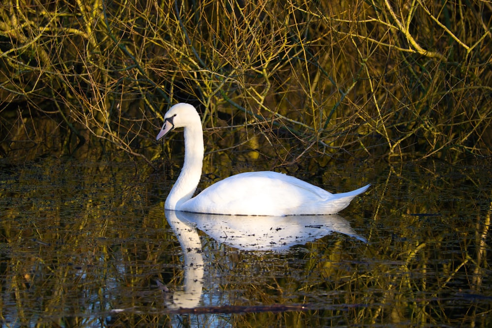 a white swan floating on top of a body of water