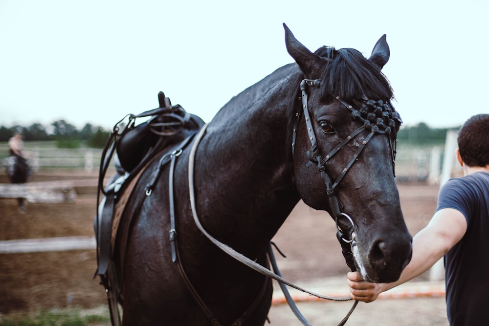 a man holding the reins of a black horse