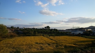 A picturesque rural landscape featuring a field of golden crops under a blue sky with scattered clouds. In the background, there are green shrubs and trees, with some buildings and distant hills visible.