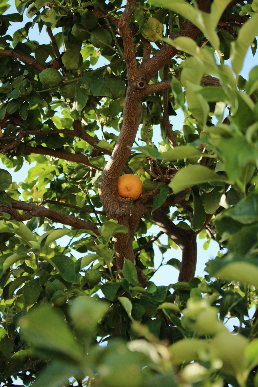 an orange is growing on a tree branch