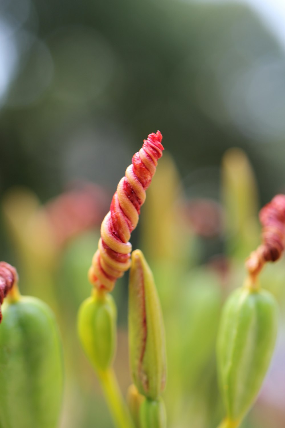 a close up of a flower with a blurry background