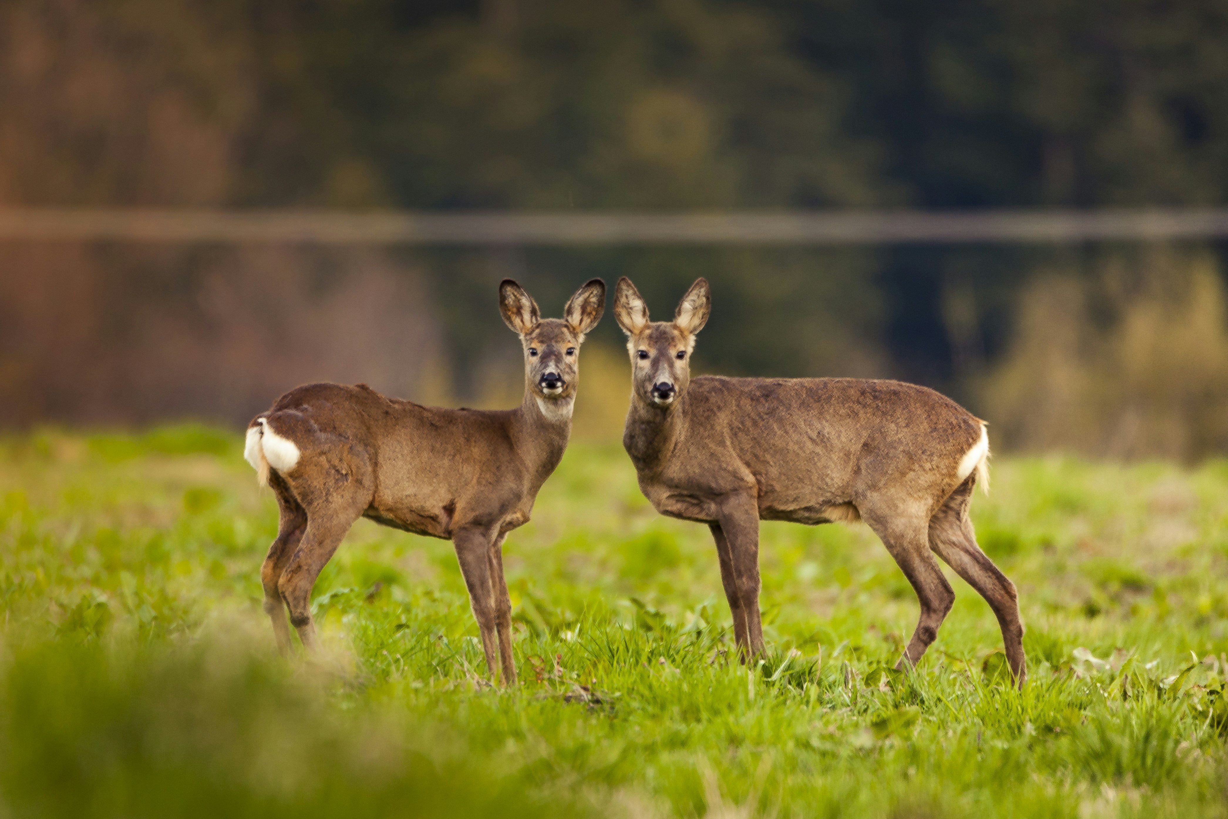 a couple of deer standing on top of a lush green field
