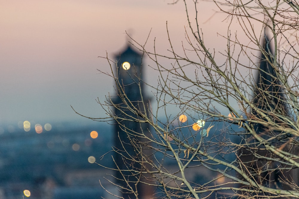 a tree with no leaves in front of a cityscape