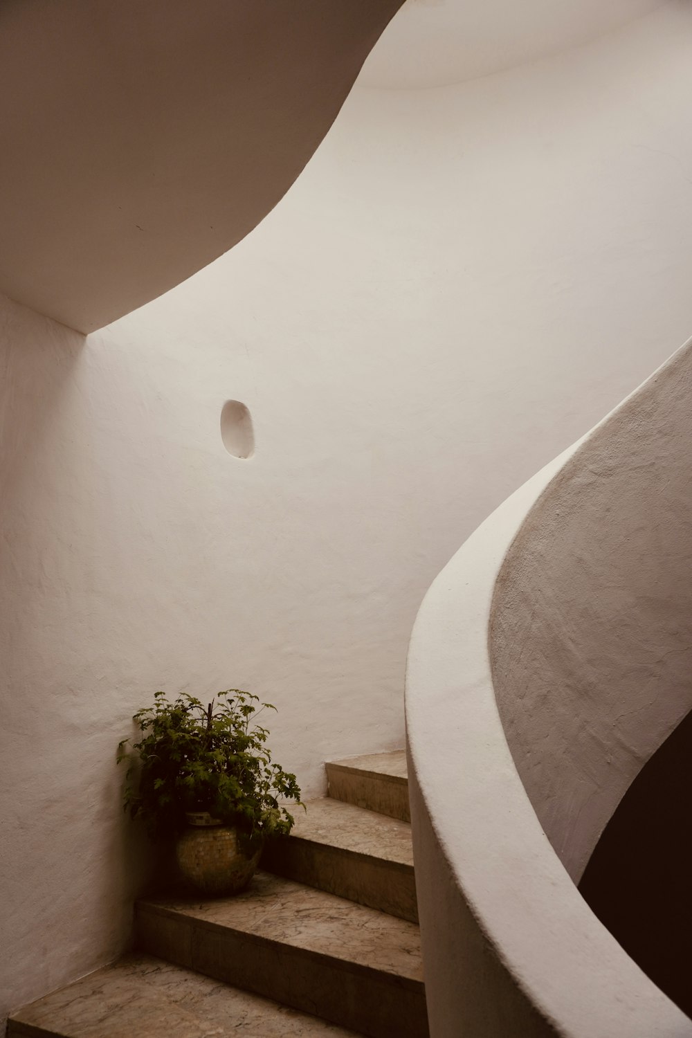 a potted plant sitting on top of a set of stairs