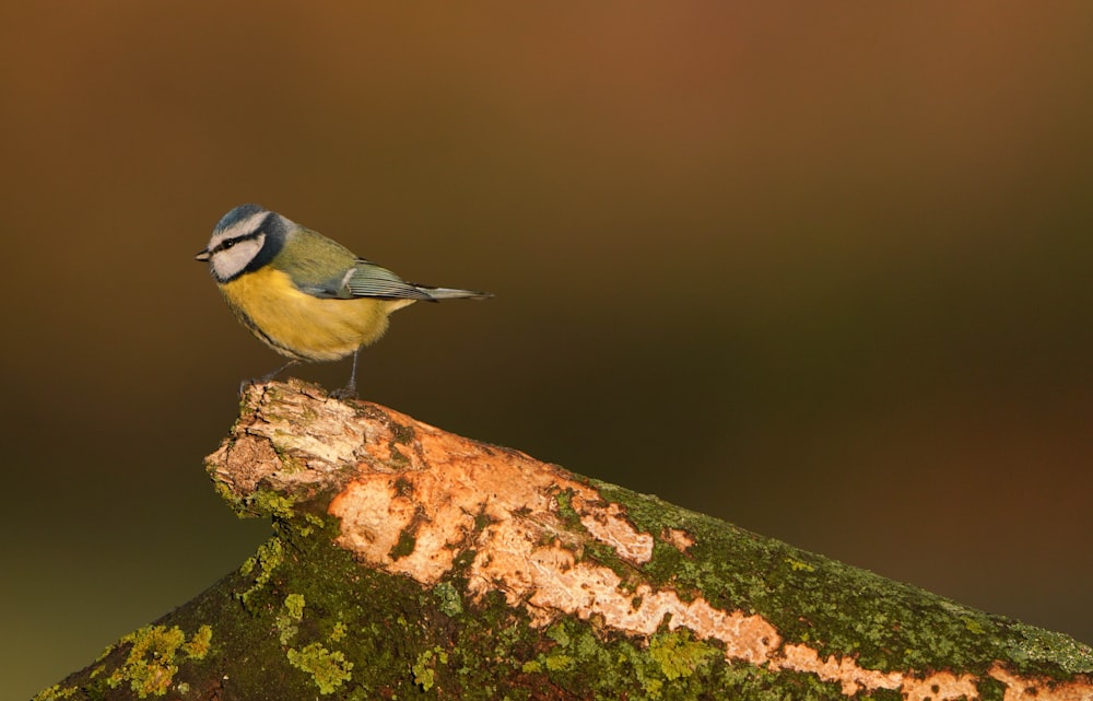 a small blue and yellow bird sitting on top of a moss covered rock