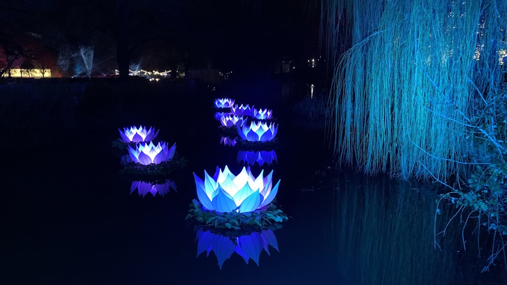 a pond filled with lots of lit up water lilies