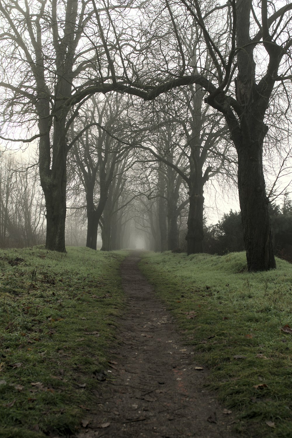 a dirt path in the middle of a forest