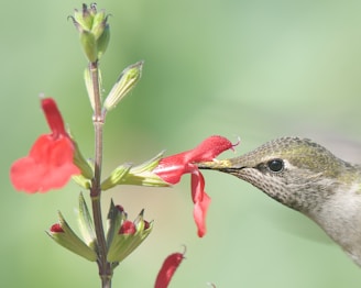 A hummingbird with iridescent feathers is seen feeding from a bright red flower. The bird's beak is delicately inserted into the flower, capturing the moment of feeding in a natural setting. The background is a soft, blurred green, emphasizing the vivid colors of the bird and flower.