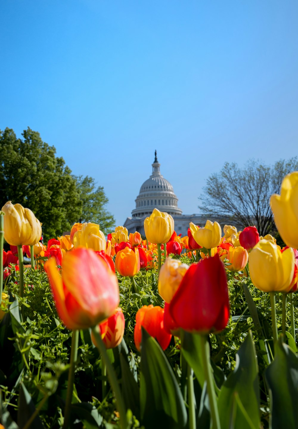 a field of flowers with the capitol building in the background
