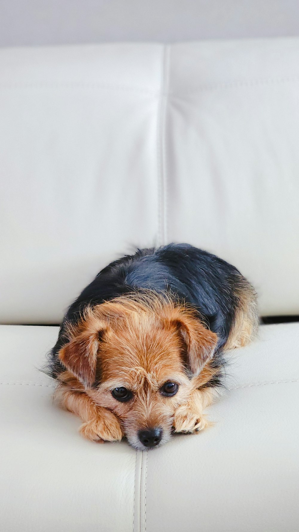 a small dog laying on top of a white couch