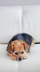 A small dog with a mix of brown and black fur is lying down on a white couch. The dog's ears are perked up and it has a curious expression.