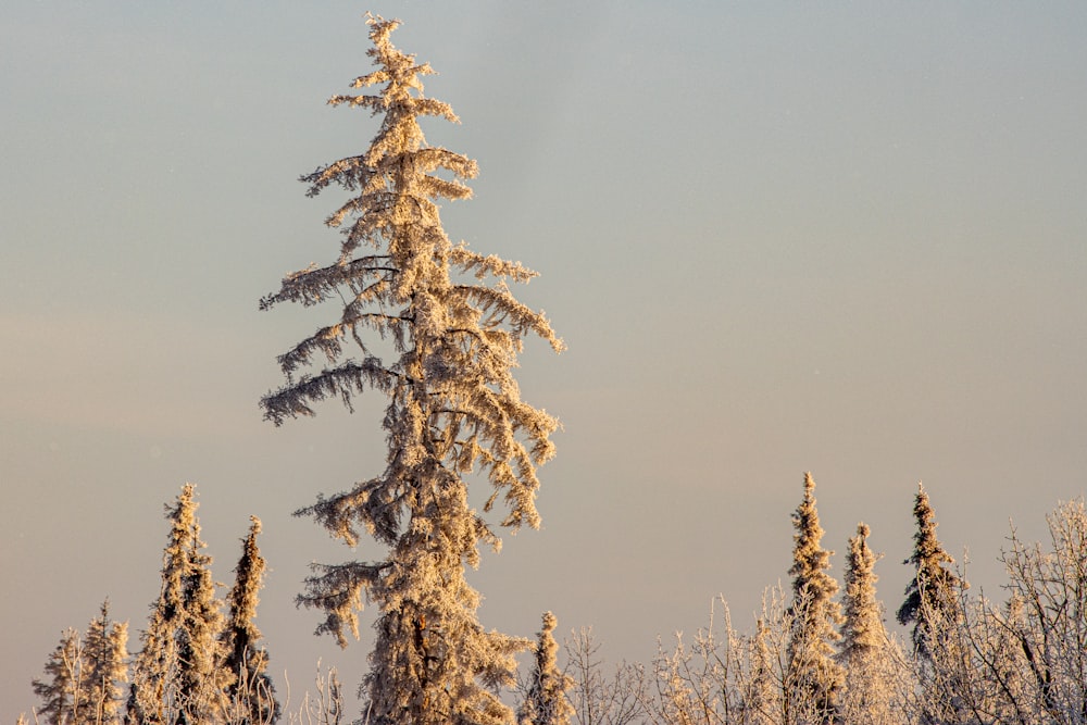 a snow covered pine tree in the middle of winter