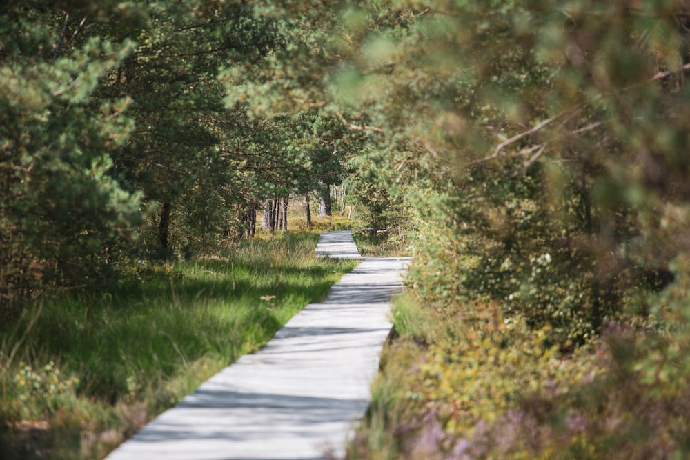 a path in the middle of a forest lined with trees